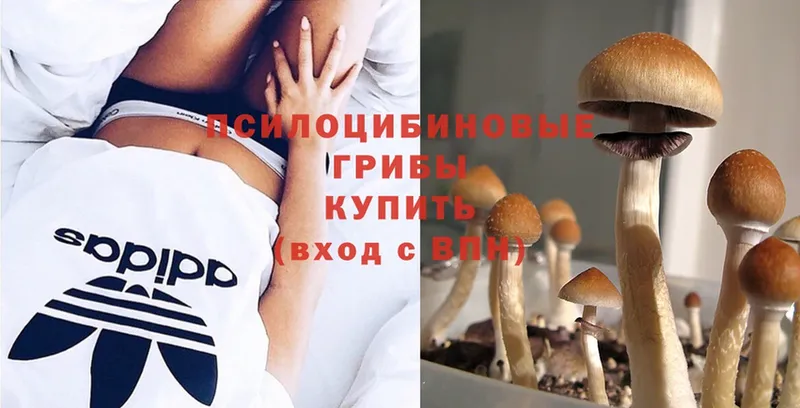 купить   Собинка  Галлюциногенные грибы MAGIC MUSHROOMS 